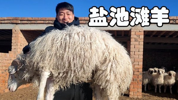 羊小咩如何提升信用额度