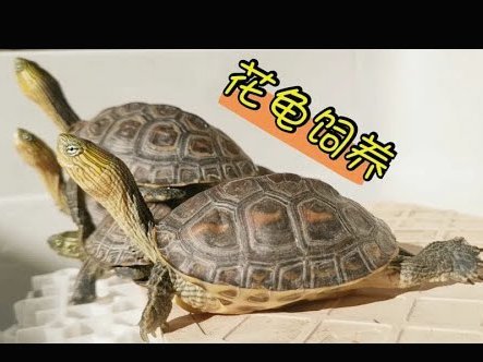 羊小咩享花卡怎么取现