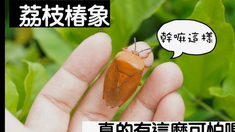 便荔卡包取现额度容易通过吗