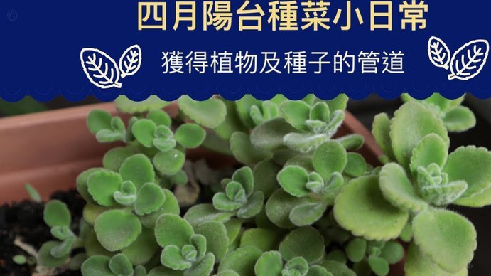 携程的拿去花可以提现吗