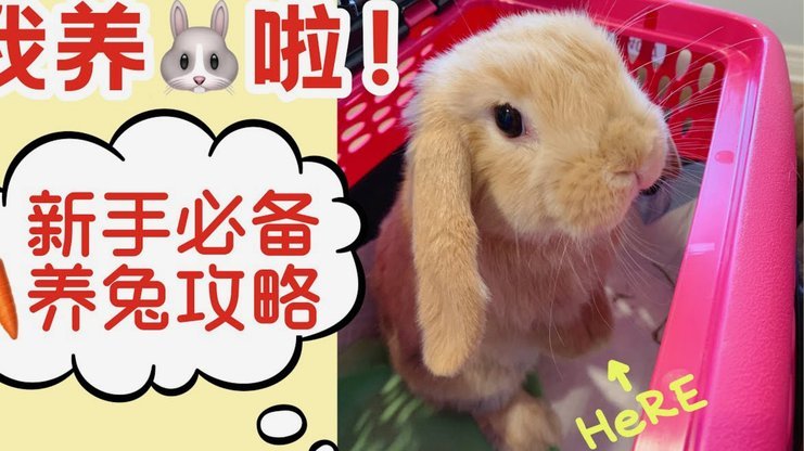 羊小咩额度：玩法全攻略