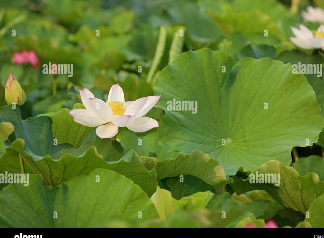 携程“拿去花”能充话费？避坑指南来了