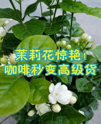 秒花钱包app下载