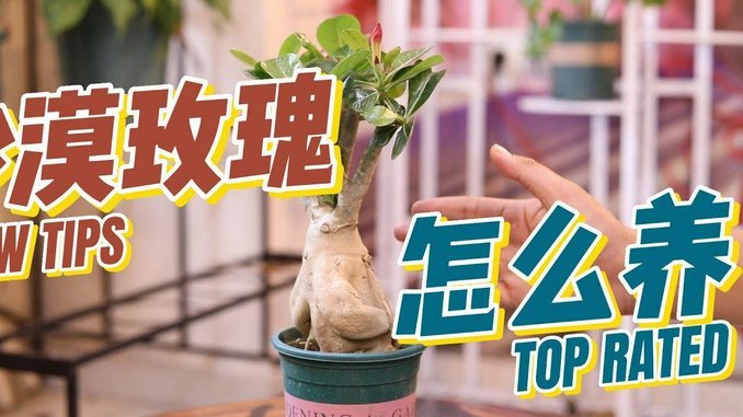 用花呗套付款可靠吗? 怎么取消