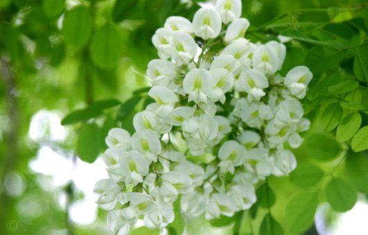 套现花呗手续费多少