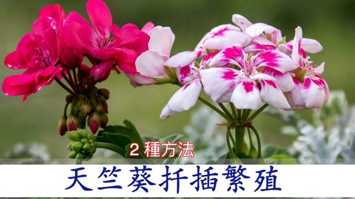 怎么样套花呗